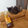 サビ猫(♀)の名無しちゃん サムネイル7