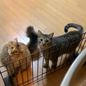 仲良し兄妹です。（虎之助（キジ）さくら子（さび）