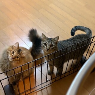 仲良し兄妹です。（虎之助（キジ）さくら子（さび）