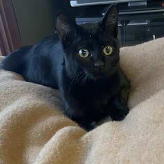 とても穏やかな黒子猫♡