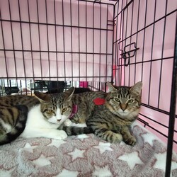 西宮保護ねこ かぎしっぽ主催譲渡会 サムネイル2