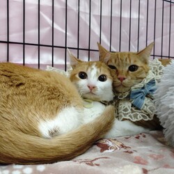 西宮保護ねこ かぎしっぽ主催譲渡会 サムネイル3
