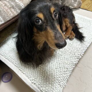 お膝大好き甘えん坊さん