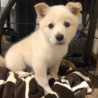 一時停止中です推定2.5ヶ月もこもこ慶くん