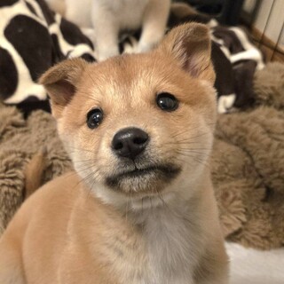 募集一時停止中推定2ヶ月葵ちゃん