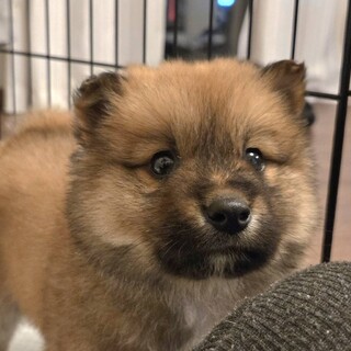 推定1.5ヶ月ふわもこ兄妹•竹千代くん