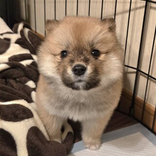 個体識別番号：M534 」滋賀県 - 犬の里親募集(284186) :: ペットの