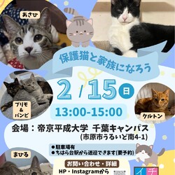 さくらねこDays　保護猫譲渡会