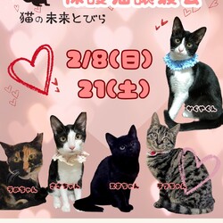 雪の為、中止になりました★猫の未来とびら譲渡会★東銀座徒歩2分★東劇隣
