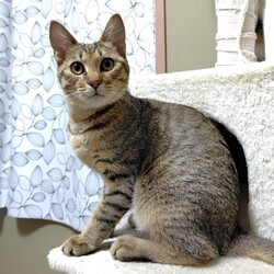 雪の為、中止になりました★猫の未来とびら譲渡会★東銀座徒歩2分★東劇隣 サムネイル3