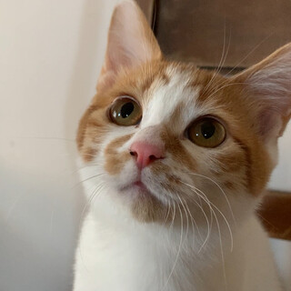 甘えん坊な茶白くん