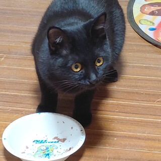 ブラックスモークの子猫