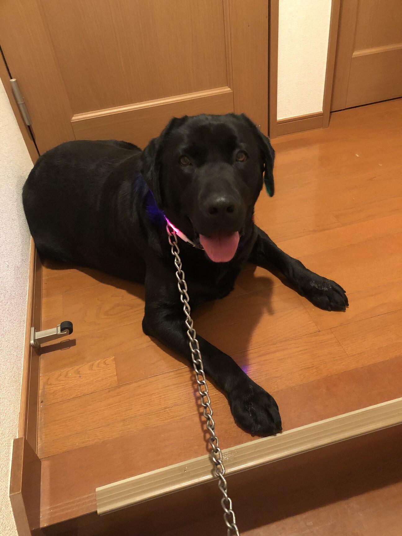 里親決まりました!」群馬県 - 犬の里親募集(535126) 1枚目の画像 