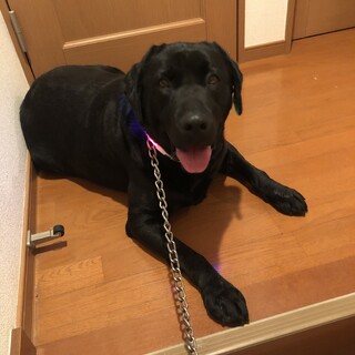 里親決まりました!