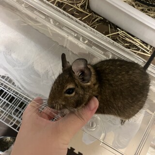 人慣れ甘えん坊デグーの女の子(1歳2ヶ月)