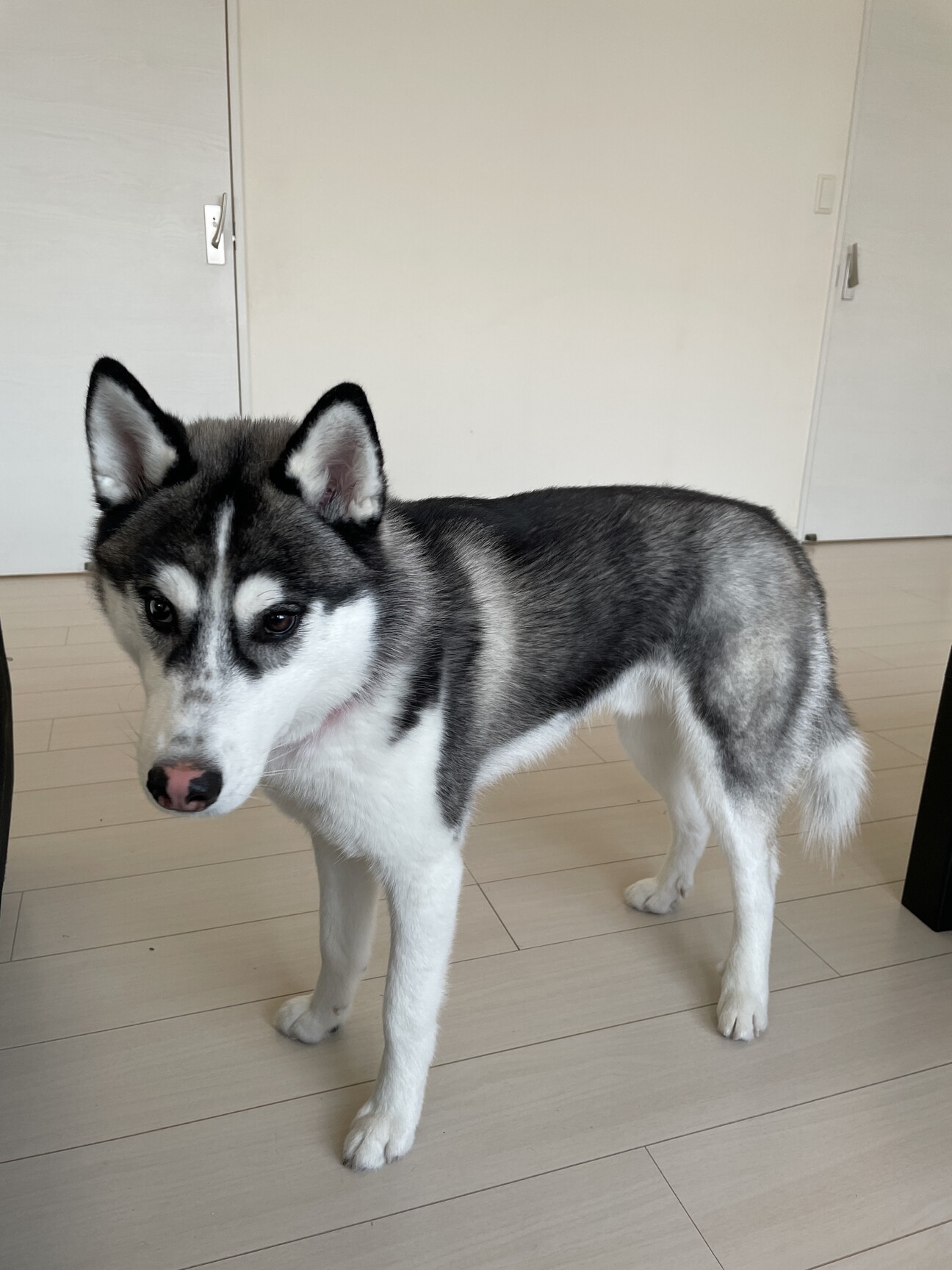 シベリアンハスキー」岩手県 - 犬の里親募集(535129) :: ペットの