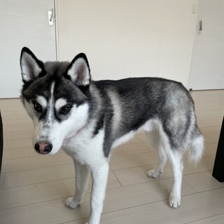 シベリアンハスキー