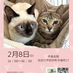 ごんまるキャット譲渡会