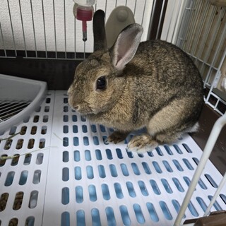 うさぎの里親さんを募集します。
