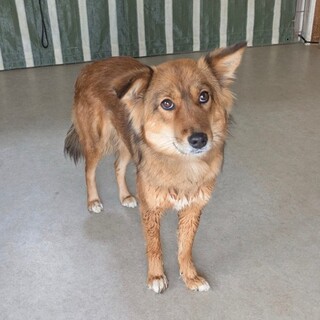 お散歩上手『セラ』１歳１３キロ