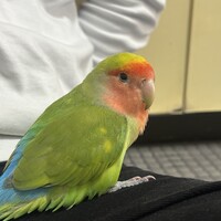 コザクラインコ