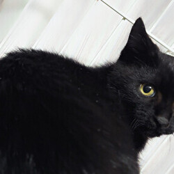 猫の譲渡会　in　名古屋市昭和生涯学習センター サムネイル2