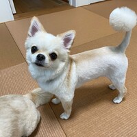 ハル