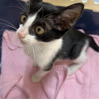 黒白ハチワレのヤンチャな女の子