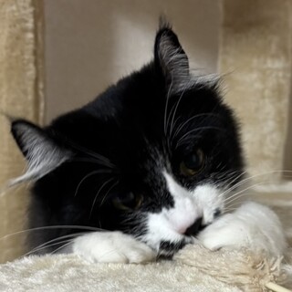 アメリカンカールMIX♬おこめちゃん