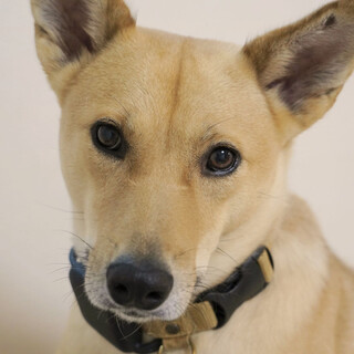 ぽちゃこ　女の子  優しい目が魅力的な穏やかさん