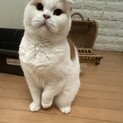 まん丸温厚可愛いスコちゃん女の子