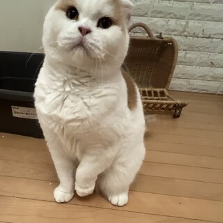 まん丸温厚可愛いスコちゃん女の子