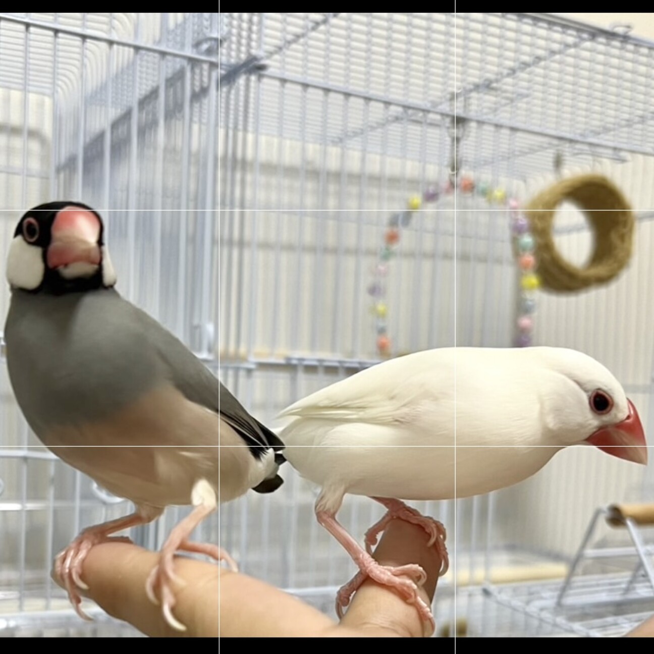 2歳白文鳥オス 1歳桜」奈良県 - 鳥の里親募集(535137) 1枚目の画像