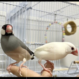 2歳白文鳥オス  1歳桜文鳥メス  里親募集