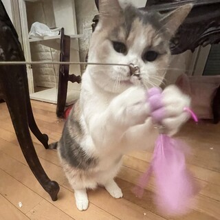 温厚な優しいスコちゃん女の子