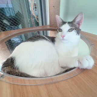 【ティファニーちゃん】お話し中！一旦停止