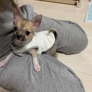 【急】1歳半 ブルーフォーンチワワ 甘えん坊