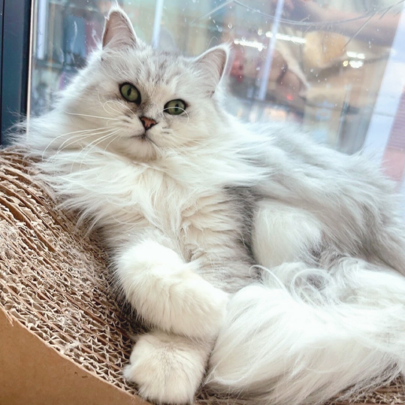 ペルムちゃん！】綺麗なカラー」東京都 - 猫の里親募集(535142