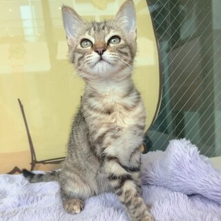 只今お話中！一旦停止【るりちゃん】沖縄保護っ子！