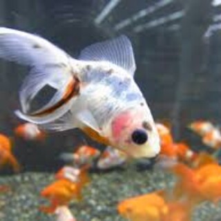 金魚3匹 お譲りします