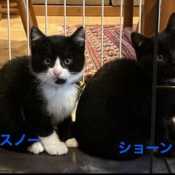 にゃん☆ぴーす猫の譲渡会【稲毛海岸/ペテモピアシティ稲毛海岸店』 サムネイル2