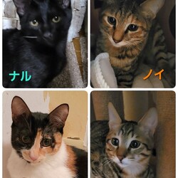 にゃん☆ぴーす猫の譲渡会【稲毛海岸/ペテモピアシティ稲毛海岸店』 サムネイル3