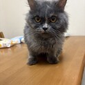 スコティッシュフォールド女の子グレー①