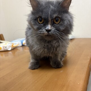 スコティッシュフォールド女の子グレー①