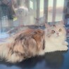 【ぱみゅちゃん！】綺麗なキャリコ サムネイル2