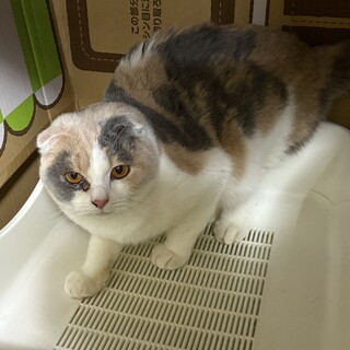 スコティッシュフォールド女の子