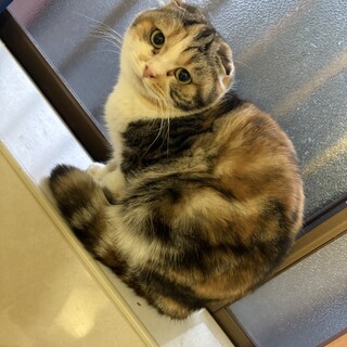 スコティッシュフォールド女の子