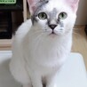 (募集一時停止)生後10ヶ月★こうた君