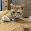 先住のいないご家庭、猫初心者向き！茶トラツナくん