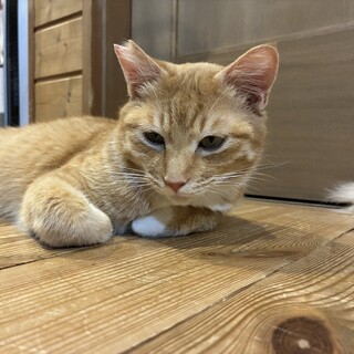 先住のいないご家庭、猫初心者向き！茶トラツナくん